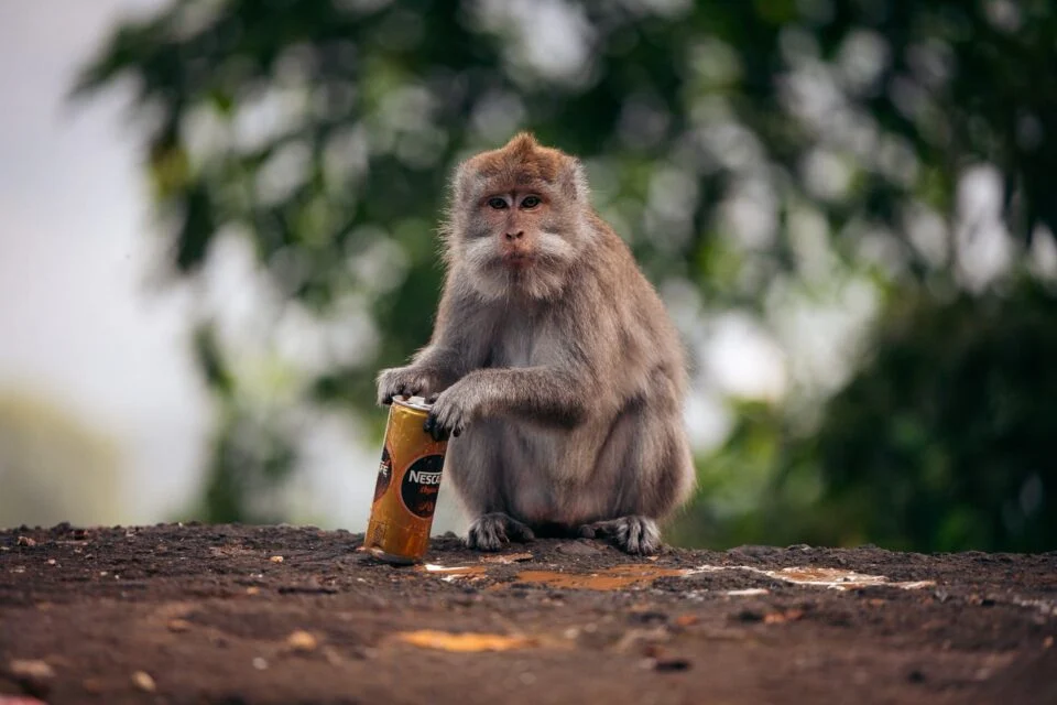 monkey-lombok-1-960x640